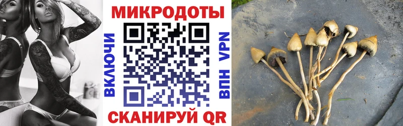 Галлюциногенные грибы Cubensis  omg вход  Кочубеевское  как найти  